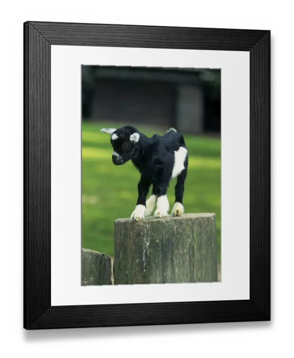 Framed Print : Young domestic goat