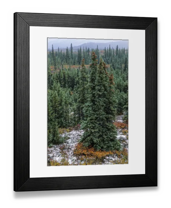 Framed Print : White Spruces in autumnal tundra landscape