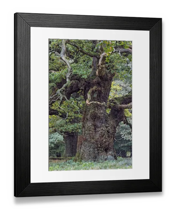 Framed Print : English Oak a tree named Majesty Oak with a circumference of 12