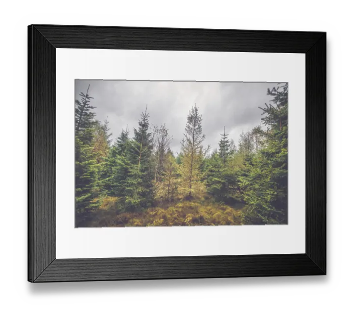 Framed Print : Cloudy weather in a pine tree forest in October Framed Print : Cloudy weather in a pine tree forest in October
