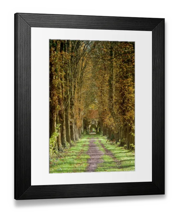 Framed Print : Chestnut avenue