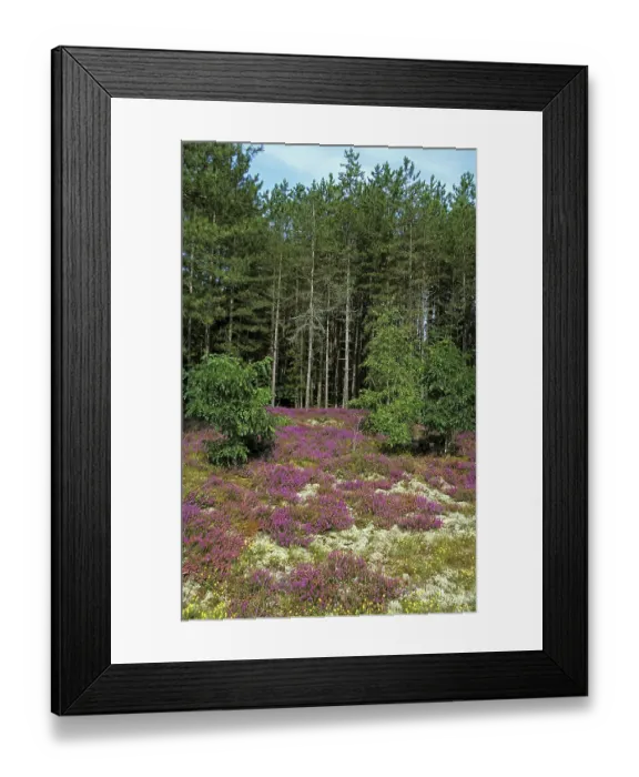 Framed Print : Landscape with Heathers, Sologne in France Framed Print : Landscape with Heathers, Sologne in France