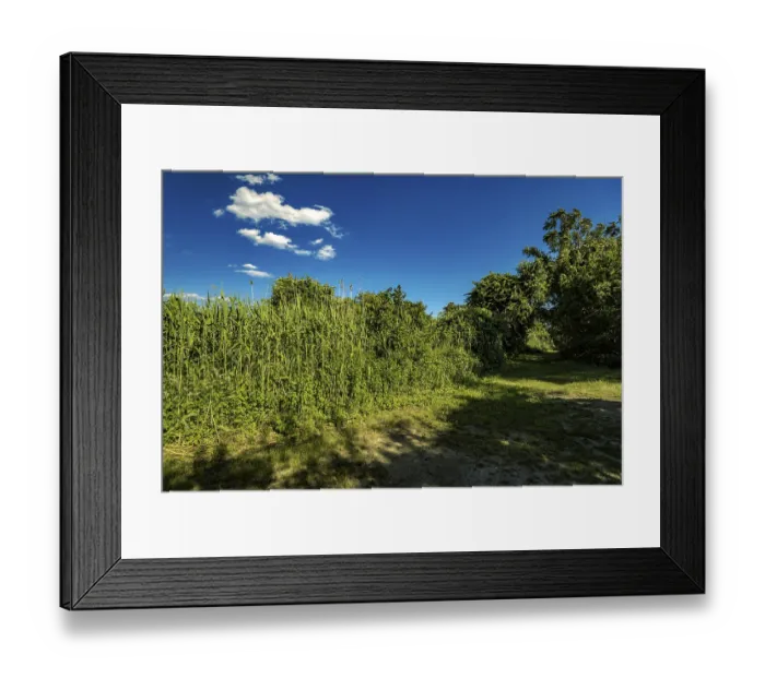 Framed Print : On the Millstone Trail towards the Dead Horse Bay off the Barren Island and Floyd Bennett Field