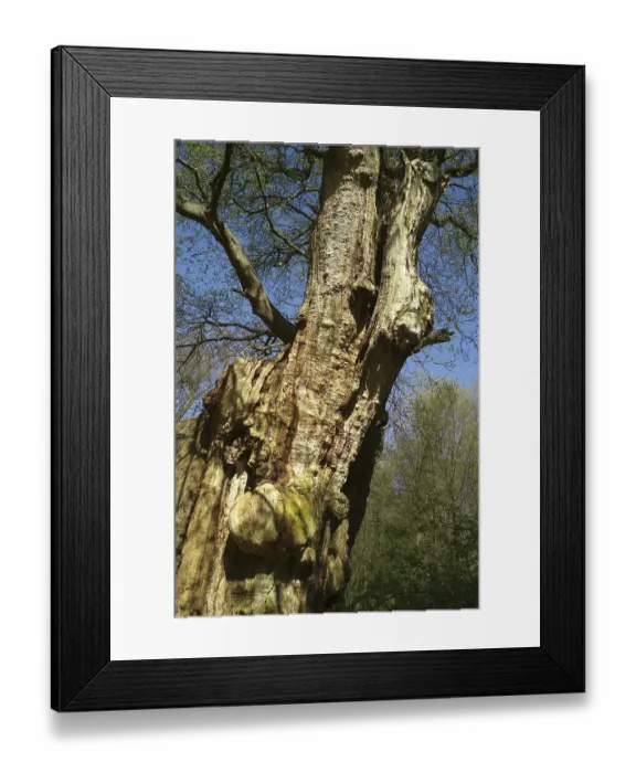 Framed Print : Lower Saxony Hude Primeval Forest Hasbruch Friederikeneiche 1200 years old