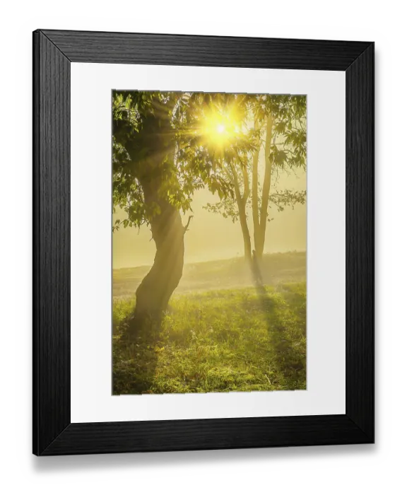 Framed Print : View sunrise on the edge of forest