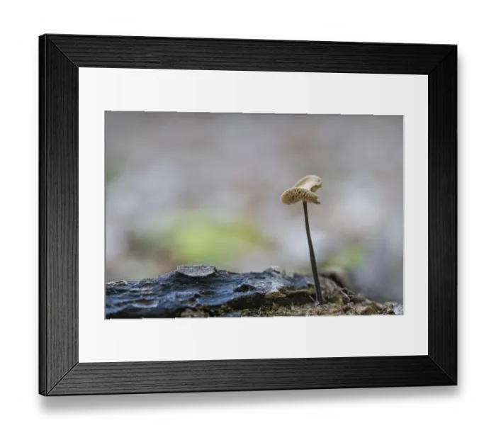 Framed Print : Marasmius alliaceus (Mycetinis alliaceus)