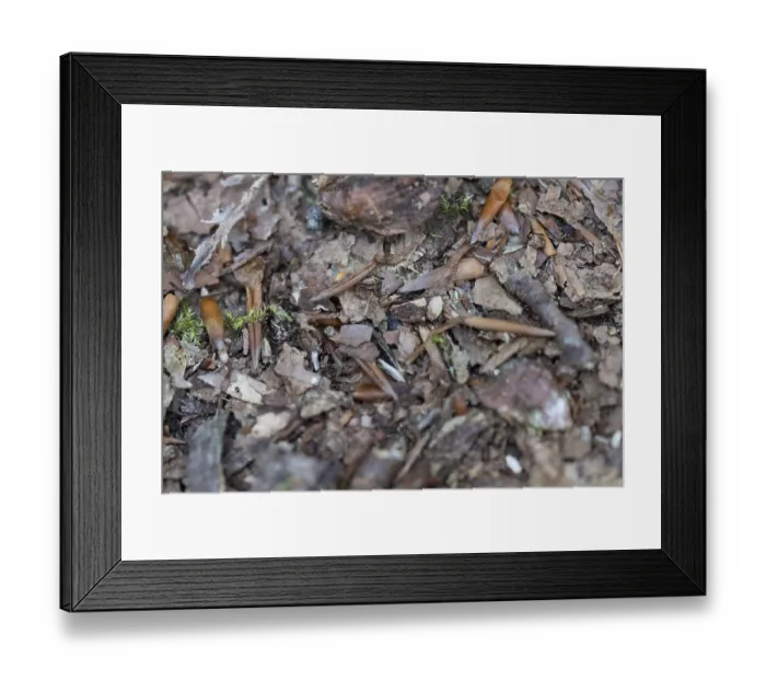 Framed Print : Structure-rich forest floor in the DarB primeval forest