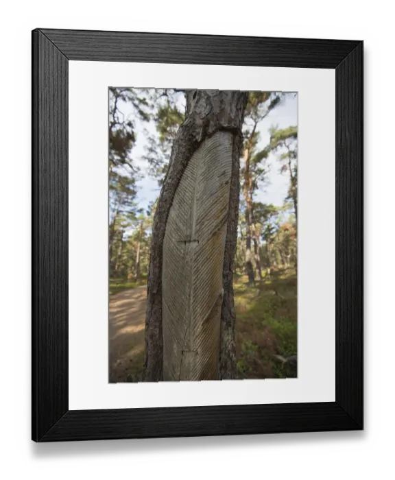 Framed Print : DarB primeval forest, pine (Pinus) with traces of historical resin extraction Framed Print : DarB primeval forest, pine (Pinus) with traces of historical resin extraction