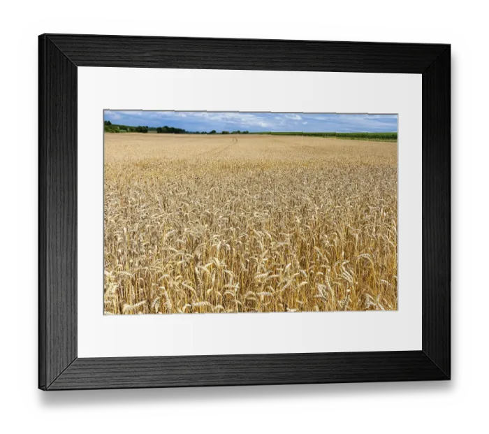 Framed Print : Grain field