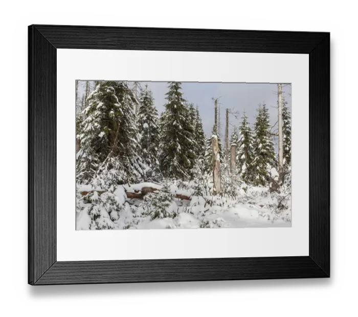 Framed Print : Snow-covered primeval forest Harz National Park