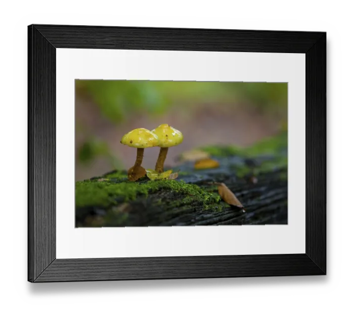 Framed Print : Mushrooms in autumn