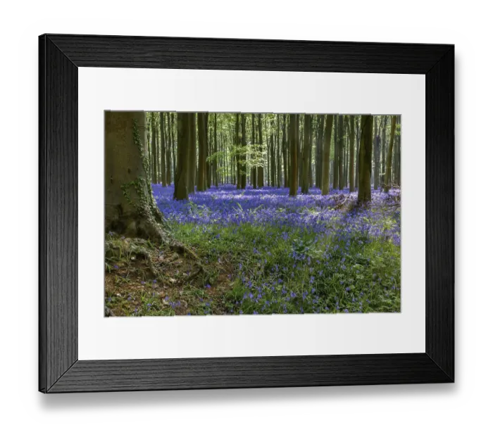 Framed Print : Bluebells in Wepham Woods