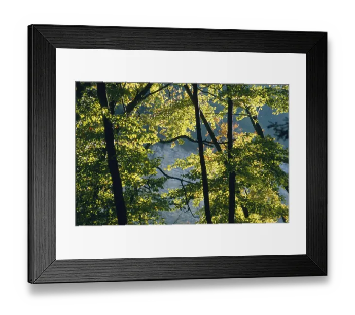 Framed Print : Autumn coloured leaves backlit in a deciduous forest