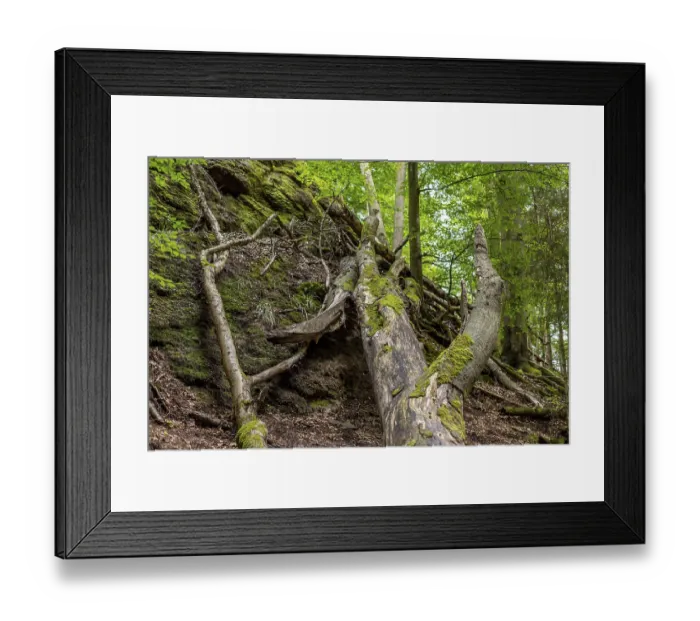Framed Print : Dead wood and moss covered rocks in the Drachenschlucht near Eisenach