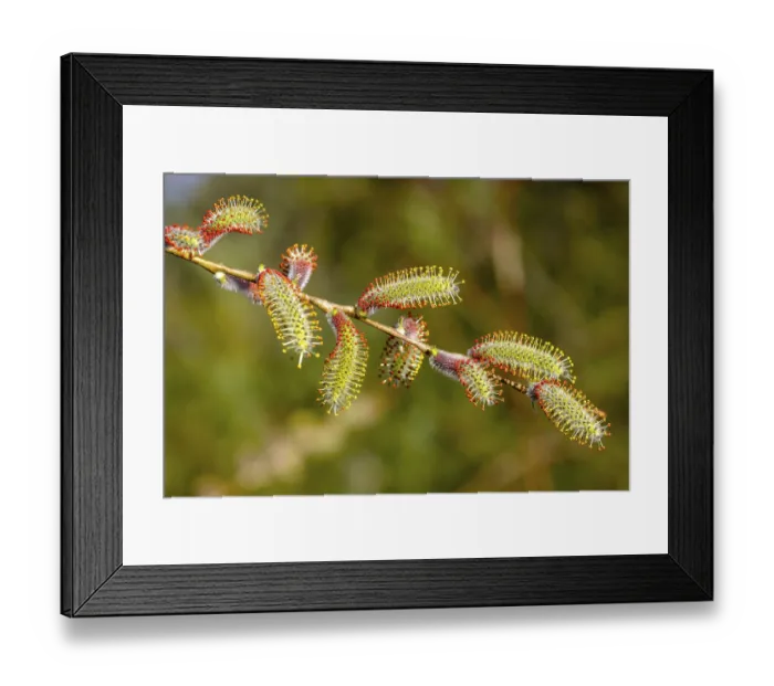 Framed Print : Male flower catkins of Purple willow (Salix purpurea)