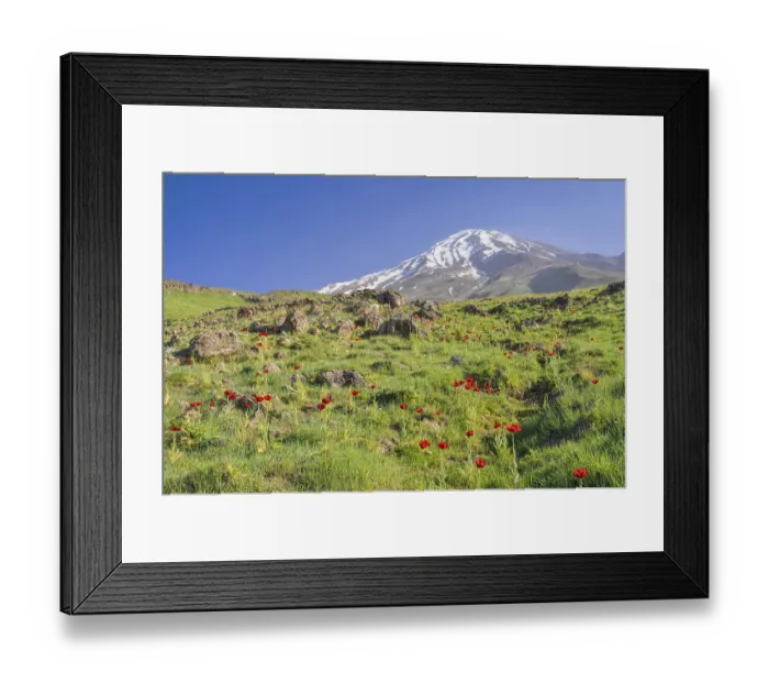 Framed Print : Amazing green meadow with red poppies and volcano Damavand in the background