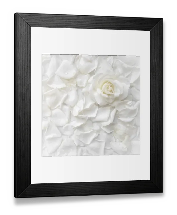 Framed Print : Beautiful white rose and petals on white background