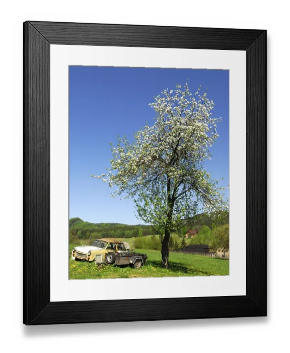 Framed Print : Cherry tree and Trabbi in the village of Hohenleipa (Vysoka Lipa)