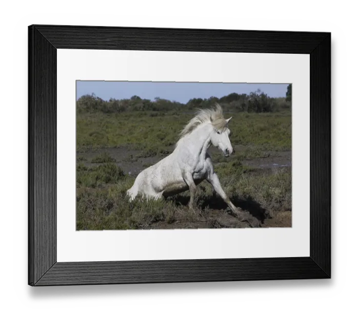 Framed Print : Camargue Horse, Adult Rolling on its Back