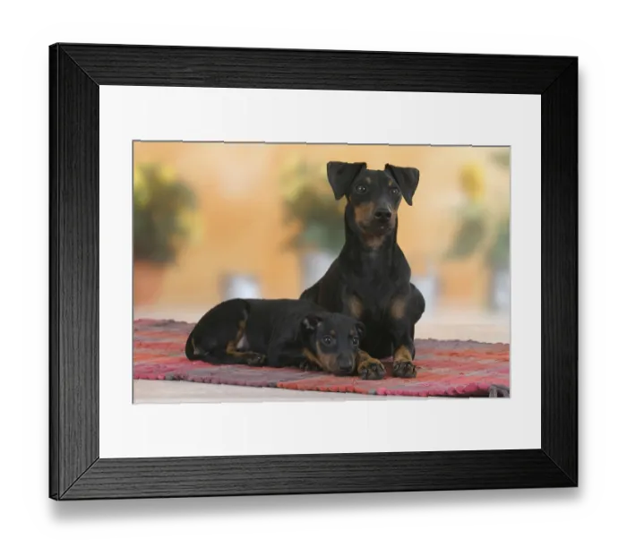 Framed Print : Manchester Terrier with puppy, 8 weeks, detachable