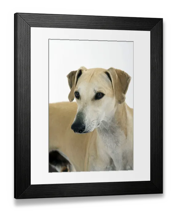 Framed Print : Sloughi, Arabian Greyhound, Slughi