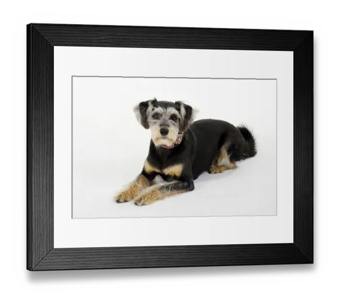 Framed Print : Interracial dog Framed Print : Interracial dog
