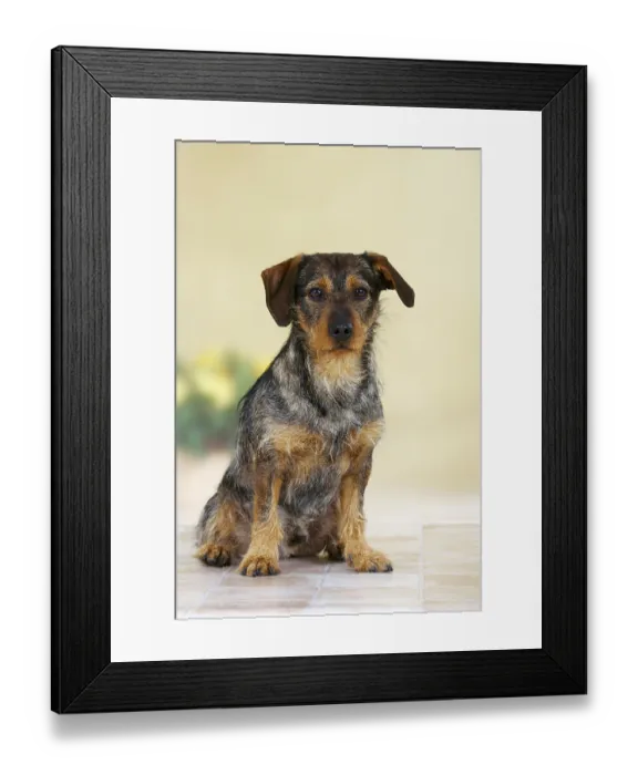 Framed Print : Mixed breed dog, exempt Framed Print : Mixed breed dog, exempt