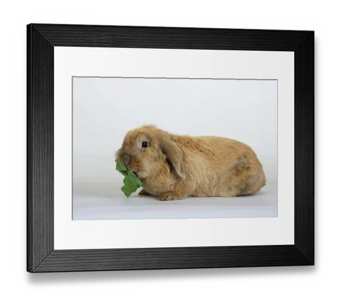 Framed Print : Pet rabbit Framed Print : Pet rabbit