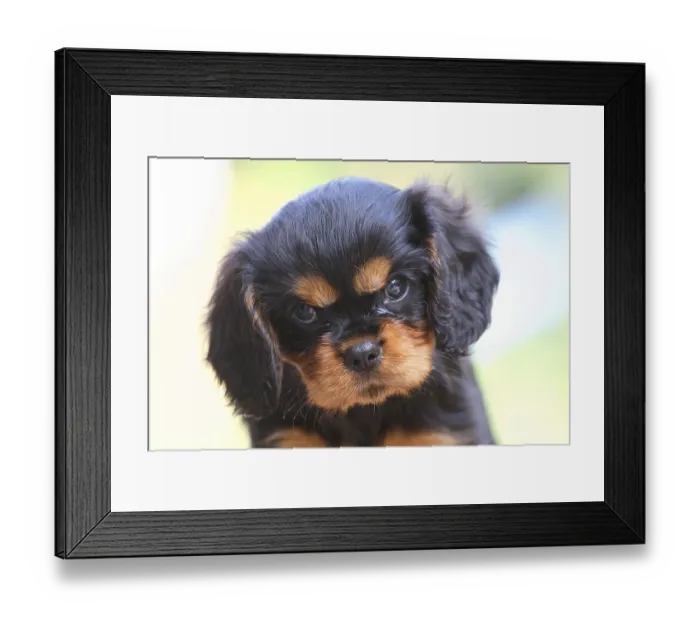 Framed Print : Cavalier King Charles Spaniel, puppy Framed Print : Cavalier King Charles Spaniel, puppy