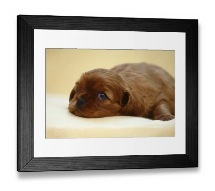 Framed Print : Cavalier King Charles Spaniel, puppy Framed Print : Cavalier King Charles Spaniel, puppy