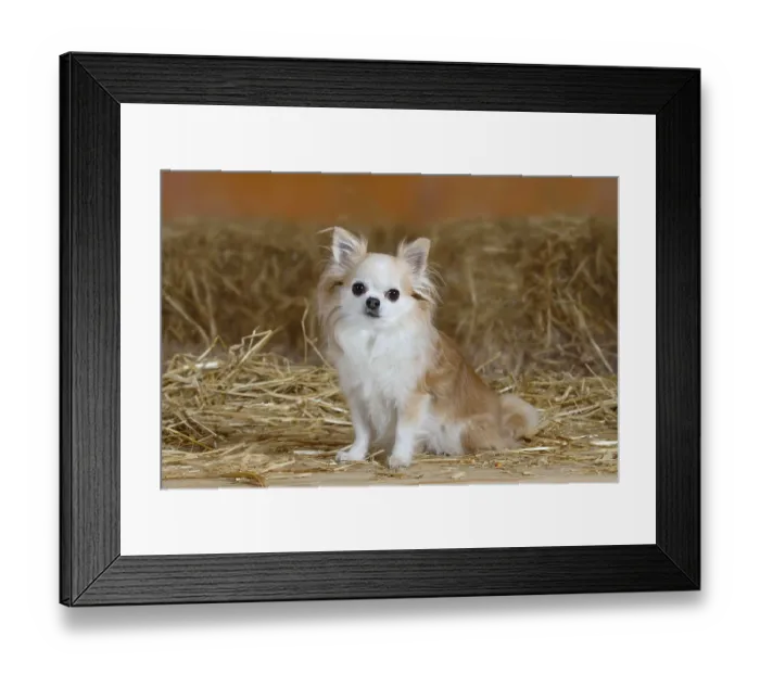 Framed Print : Chihuahua, longhaired, 8 years old