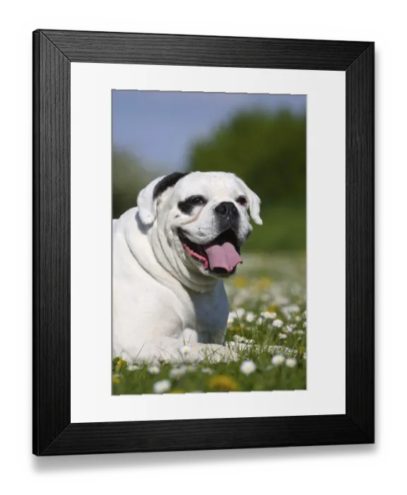 Framed Print : White German Boxer