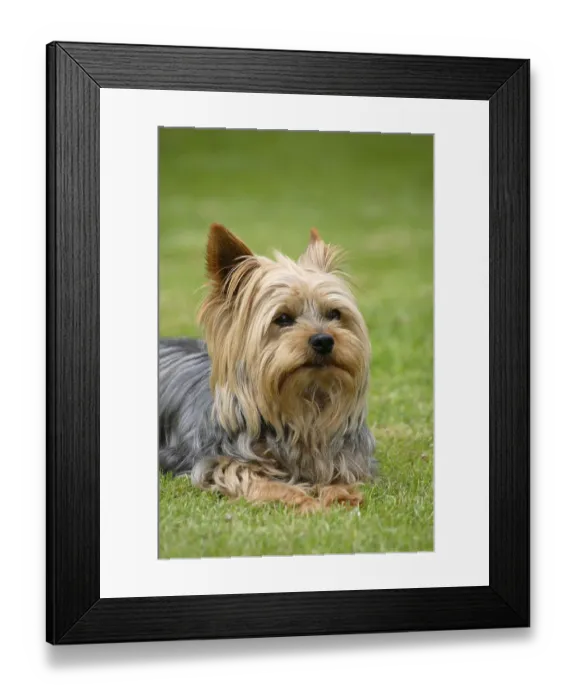 Framed Print : Yorkshire Terrier Framed Print : Yorkshire Terrier