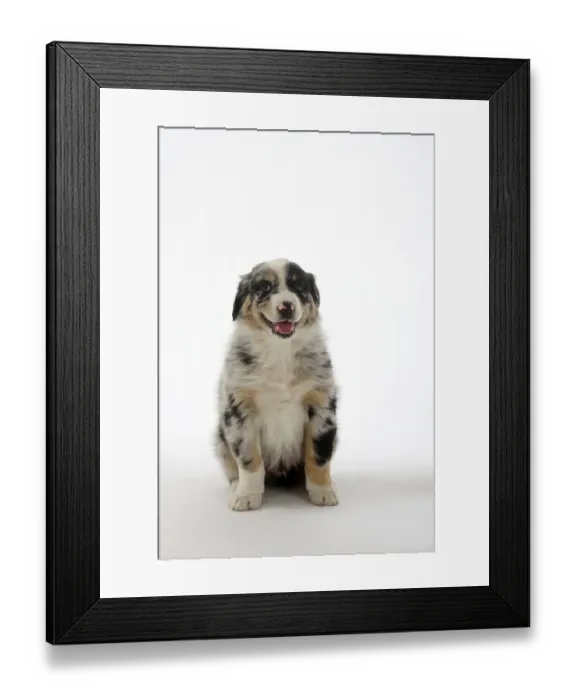 Framed Print : Australian Shepherd, puppy, 7 weeks Framed Print : Australian Shepherd, puppy, 7 weeks