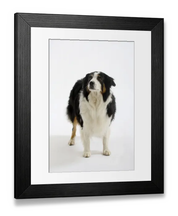 Framed Print : Australischer Hirte Framed Print : Australischer Hirte