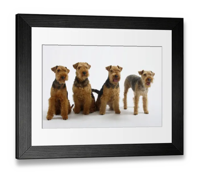 Framed Print : Welsh Terrier, bitches
