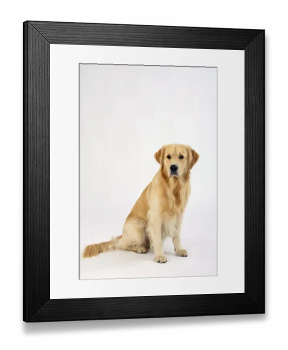 Framed Print : Golden Retriever Framed Print : Golden Retriever