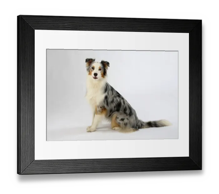Framed Print : Australian Shepherd, blue-merle, lateral