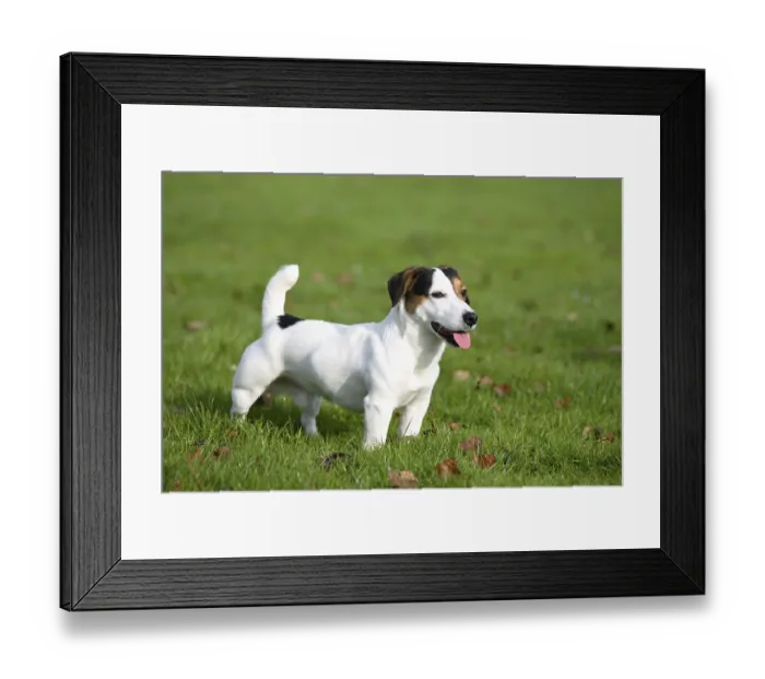 Framed Print : Jack Russell Terrier Framed Print : Jack Russell Terrier