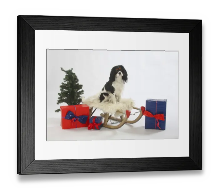 Framed Print : Cavalier King Charles Spaniel, tricolour, sleigh Framed Print : Cavalier King Charles Spaniel, tricolour, sleigh
