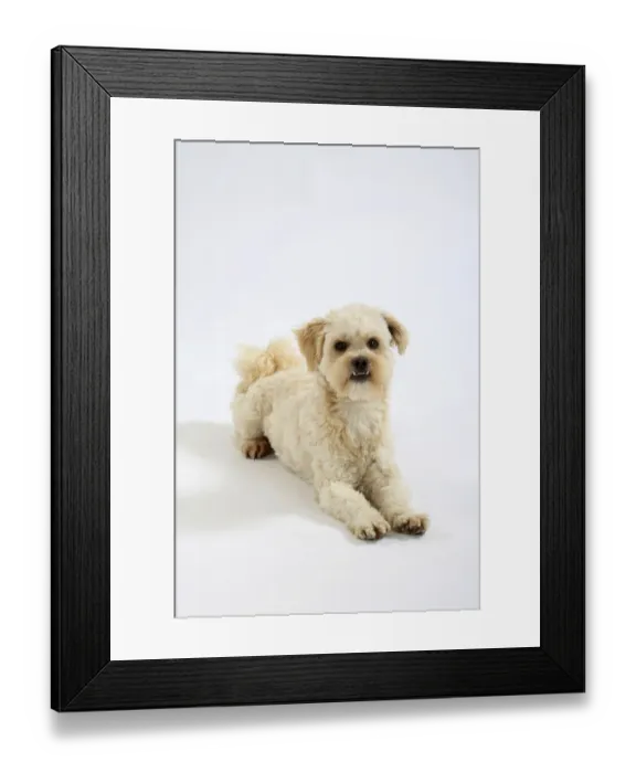 Framed Print : Interracial dog Framed Print : Interracial dog