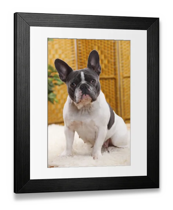 Framed Print : French Bulldog, blue-white, bitch, 4 years old
