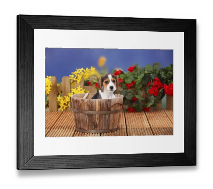 Framed Print : Beagle, puppy, 9 weeks, wooden bucket Framed Print : Beagle, puppy, 9 weeks, wooden bucket