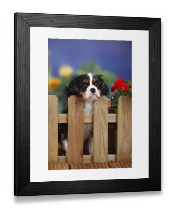 Framed Print : Cavalier King Charles Spaniel, puppy Framed Print : Cavalier King Charles Spaniel, puppy