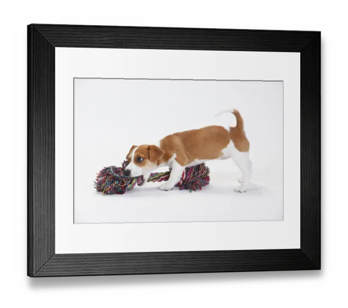 Framed Print : Jack Russell Terrier, Puppy, 9 weeks Framed Print : Jack Russell Terrier, Puppy, 9 weeks