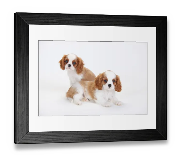 Framed Print : Cavalier King Charles Spaniel, puppies, blenheim
