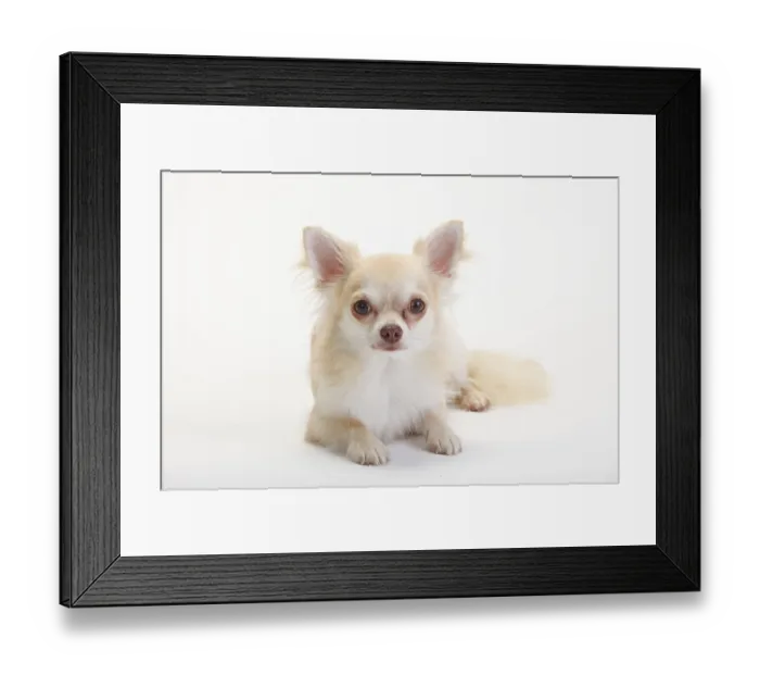 Framed Print : Chihuahua, longhaired, isabell
