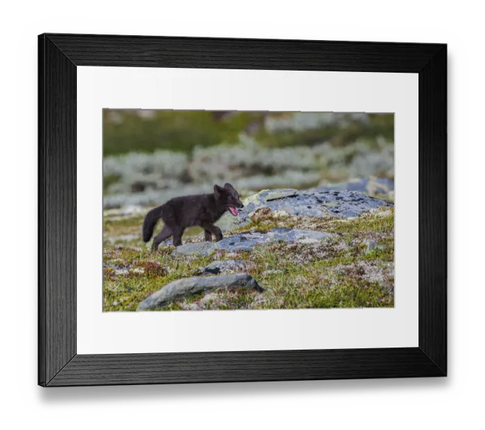 Framed Print : Arctic fox (Vulpes lagopus), juvenile on Fjell Framed Print : Arctic fox (Vulpes lagopus), juvenile on Fjell