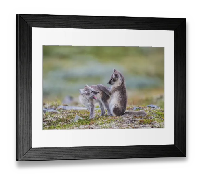 Framed Print : Arctic fox (Vulpes lagopus), young on Fjell