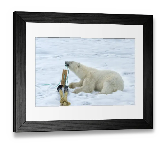 Framed Print : Polar bear (Ursus maritimus) inspecting and chewing the mast of the expedition ship Framed Print : Polar bear (Ursus maritimus) inspecting and chewing the mast of the expedition ship